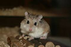 Hamsters Like Eleanore Image